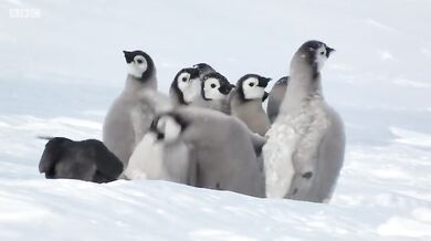 Zachránce mladých tučnáků