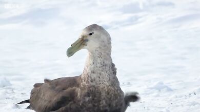 Zachránce mladých tučnáků