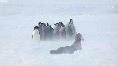 Zachránce mladých tučnáků