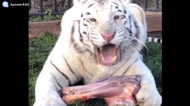 Mihail Tiger (foto + video)