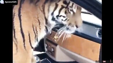 Mihail Tiger (foto + video)