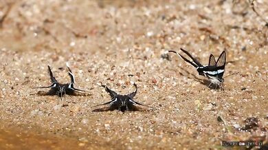 Motýli Lamproptera meges