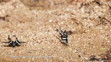 Motýli Lamproptera meges