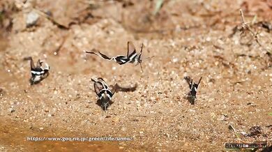 Motýli Lamproptera meges