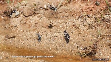 Motýli Lamproptera meges