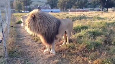 Lion House (foto + video)