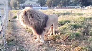 Lion House (foto + video)