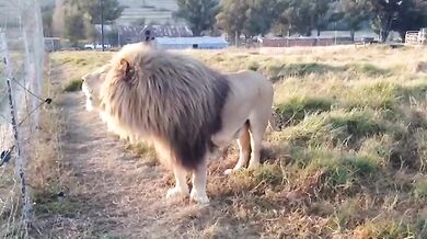 Lion House (foto + video)