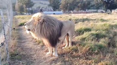 Lion House (foto + video)