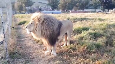 Lion House (foto + video)