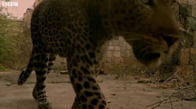 Leopard nesežere prasátko