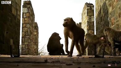 Leopard nesežere prasátko