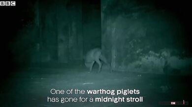 Leopard nesežere prasátko