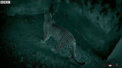 Leopard nesežere prasátko