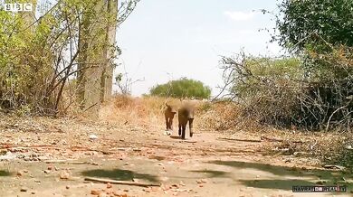 Leopard nesežere prasátko