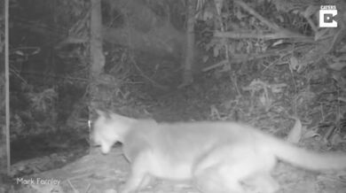 Zrcadlo vs. zvířata