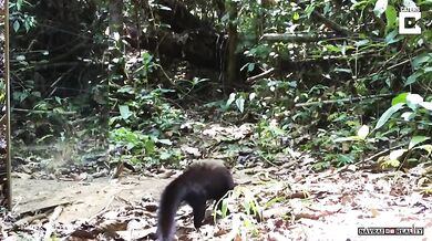 Zrcadlo vs. zvířata