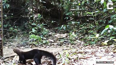 Zrcadlo vs. zvířata