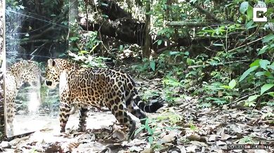 Zrcadlo vs. zvířata