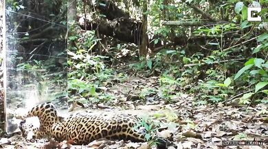 Zrcadlo vs. zvířata