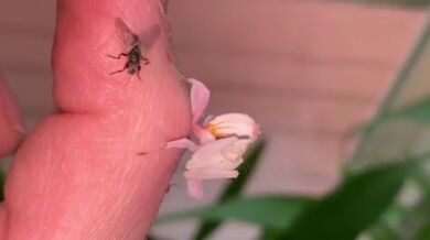 Kudlanka orchidejová (foto + video)