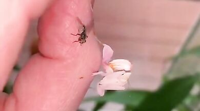 Kudlanka orchidejová (foto + video)