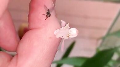 Kudlanka orchidejová (foto + video)