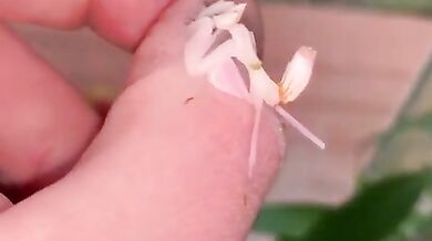 Kudlanka orchidejová (foto + video)