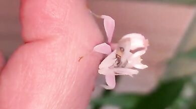 Kudlanka orchidejová (foto + video)