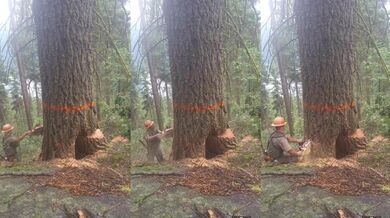 Profi dřevorubec v akci #4