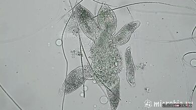 Útok na jednobuněčný organismus