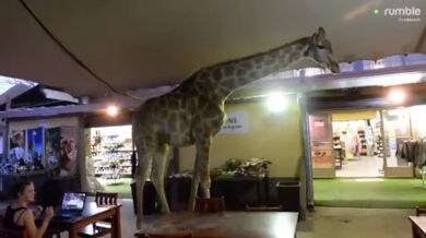 Žirafa v restauraci