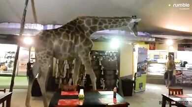 Žirafa v restauraci