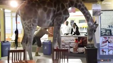 Žirafa v restauraci