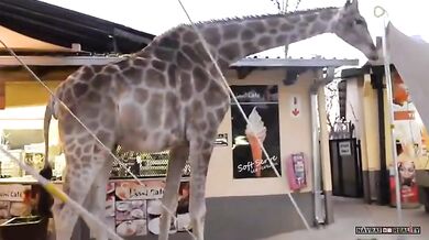 Žirafa v restauraci
