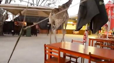 Žirafa v restauraci