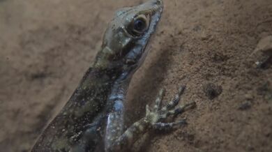 Ještěrka dýchá pod vodou