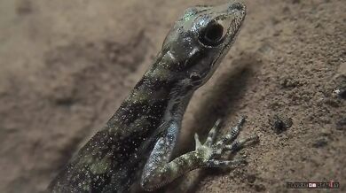 Ještěrka dýchá pod vodou