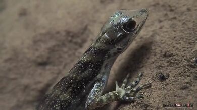 Ještěrka dýchá pod vodou