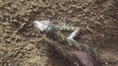 Ještěrka dýchá pod vodou