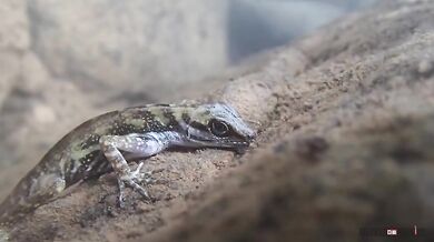 Ještěrka dýchá pod vodou