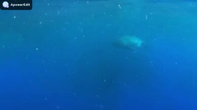 Plavání se žralokem bílým