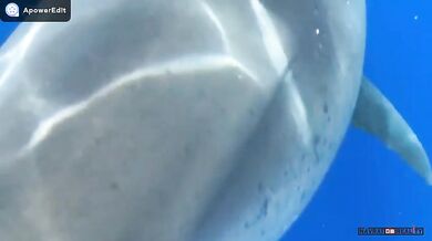 Plavání se žralokem bílým