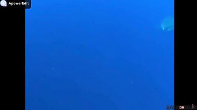 Plavání se žralokem bílým