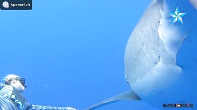 Plavání se žralokem bílým