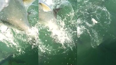 Tarpon (foto + video)