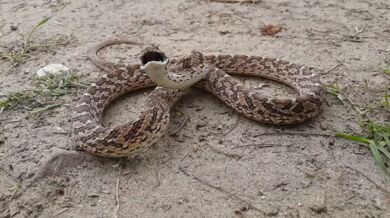 Vejcožrout (foto + video)