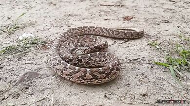 Vejcožrout (foto + video)