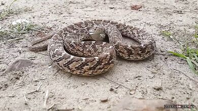 Vejcožrout (foto + video)