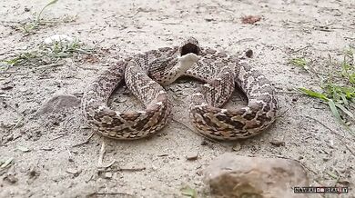 Vejcožrout (foto + video)